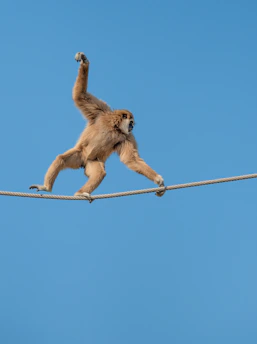 A monkey skillfully balances on a rope high against a clear blue sky, displaying agility and concentration.
