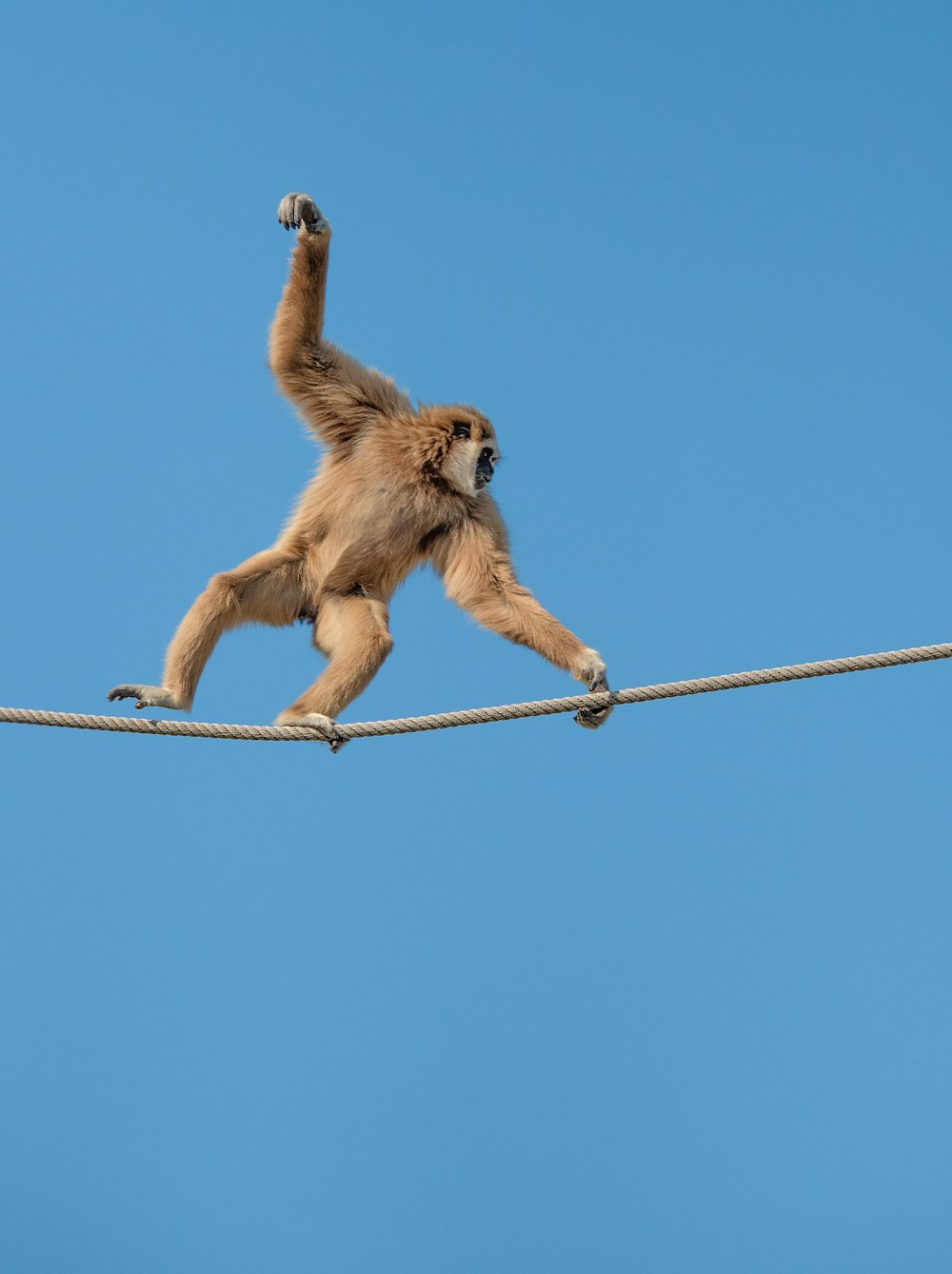 a monkey that is standing on a rope