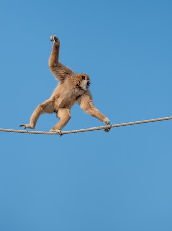 A monkey skillfully balances on a rope high against a clear blue sky, displaying agility and concentration.