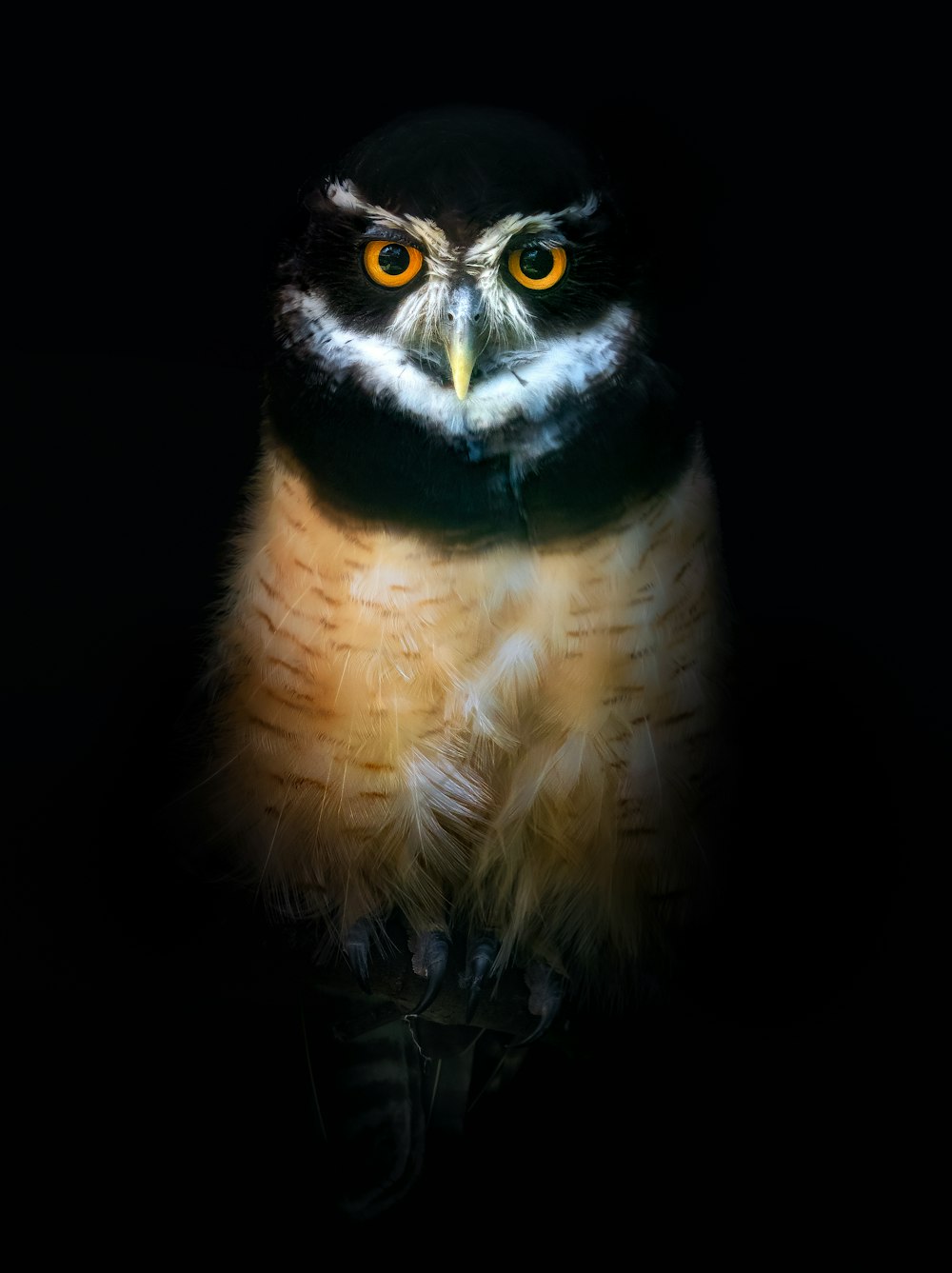 an owl with yellow eyes and a black background