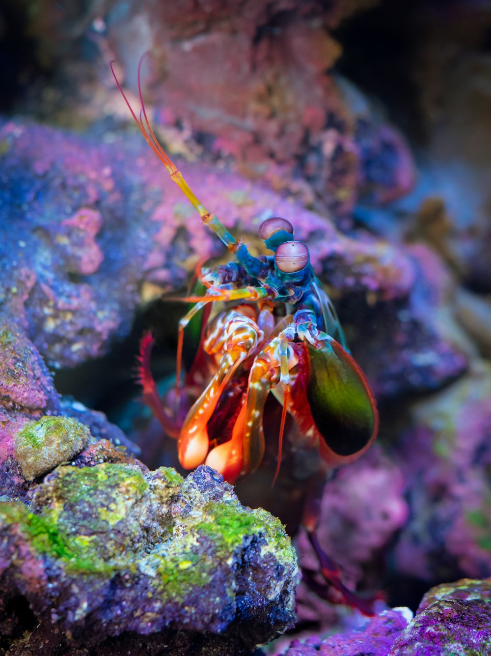 a close up of a colorful fish on a rock