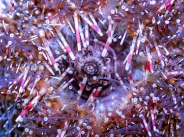 A close-up of a sea urchin, highlighting its unique textures and colors.