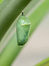 a green leaf with a drop of water on it
