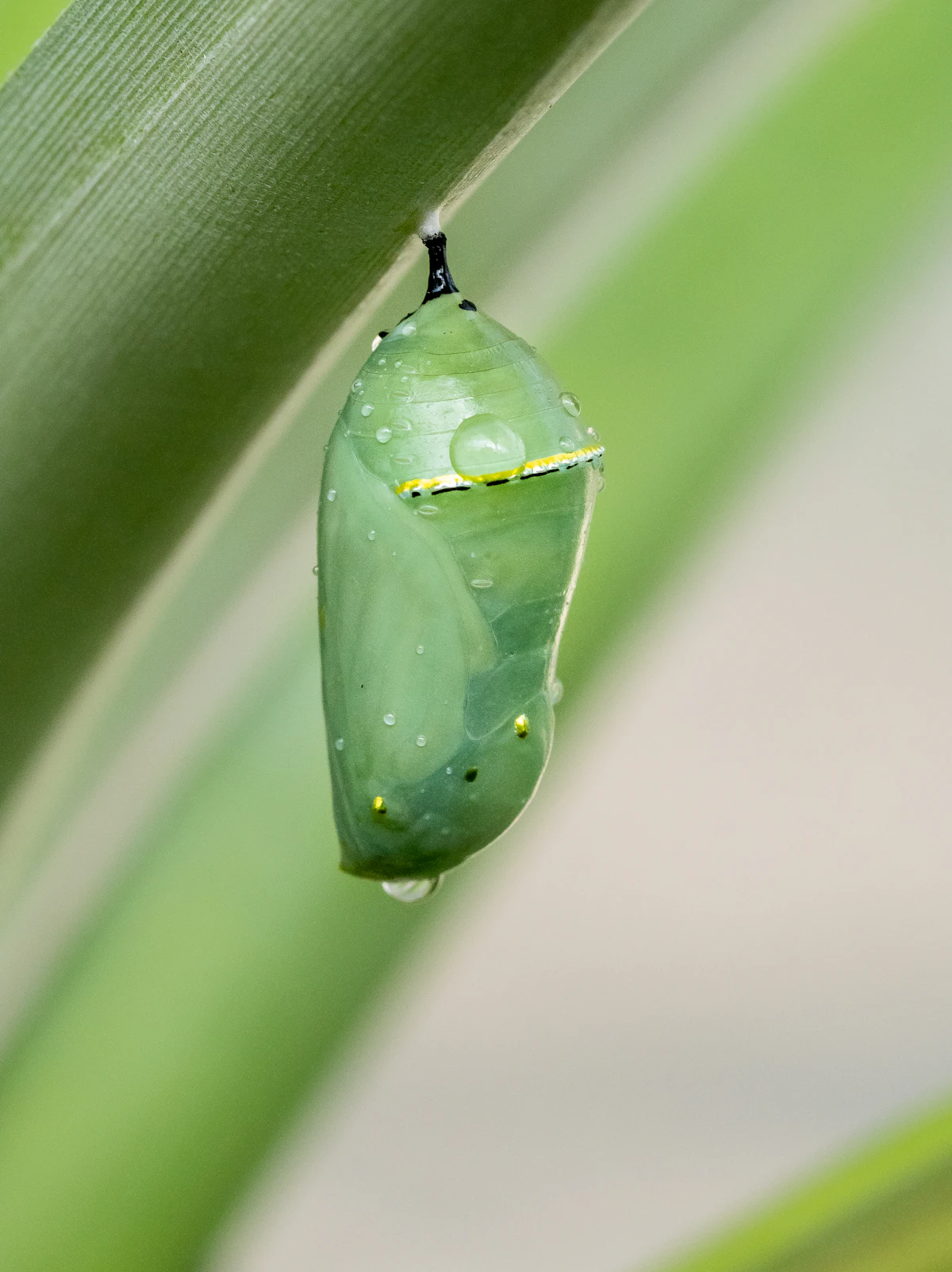 Crisálida verde de mariposa monarca colgando de una hoja