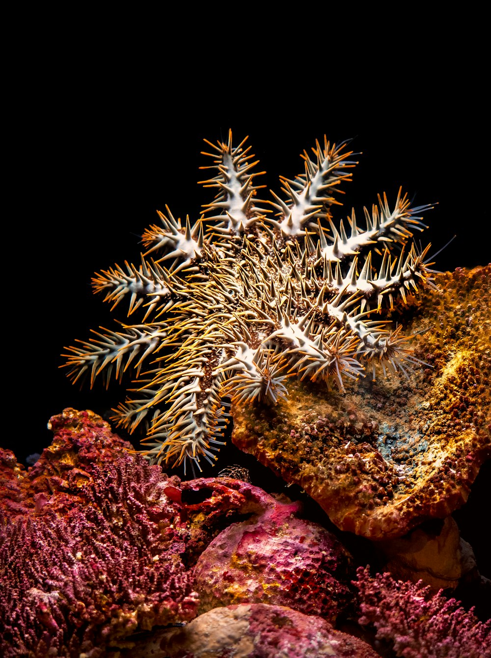 a close up of a starfish on a rock