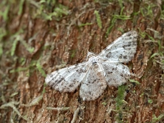 a white moth sitting on the bark of a tree