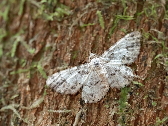 a white moth sitting on the bark of a tree