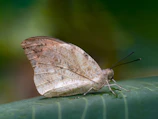 A macro image of a colorful butterfly resting on a leaf.