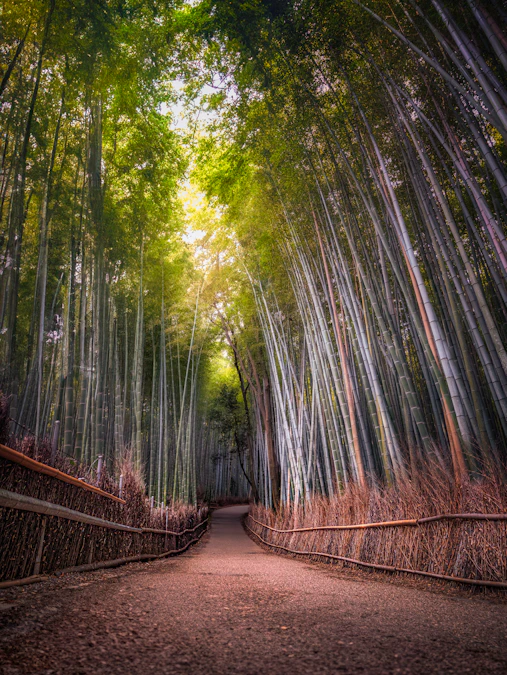 竹（bamboo）の竹林。Mosoが使用する持続可能な天然素材の産地