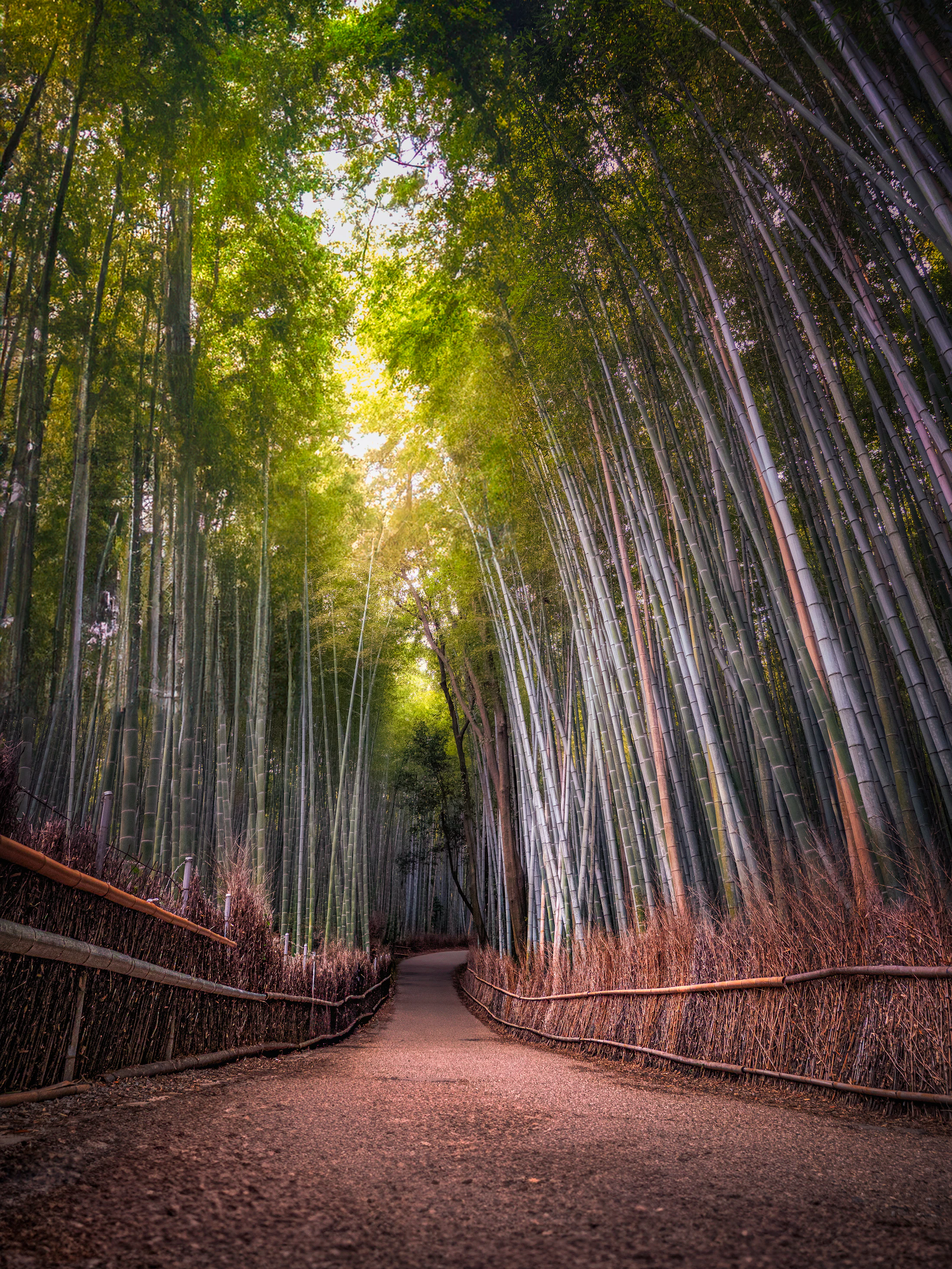 A path through the tall stems of the Arashiyama bamboo grove