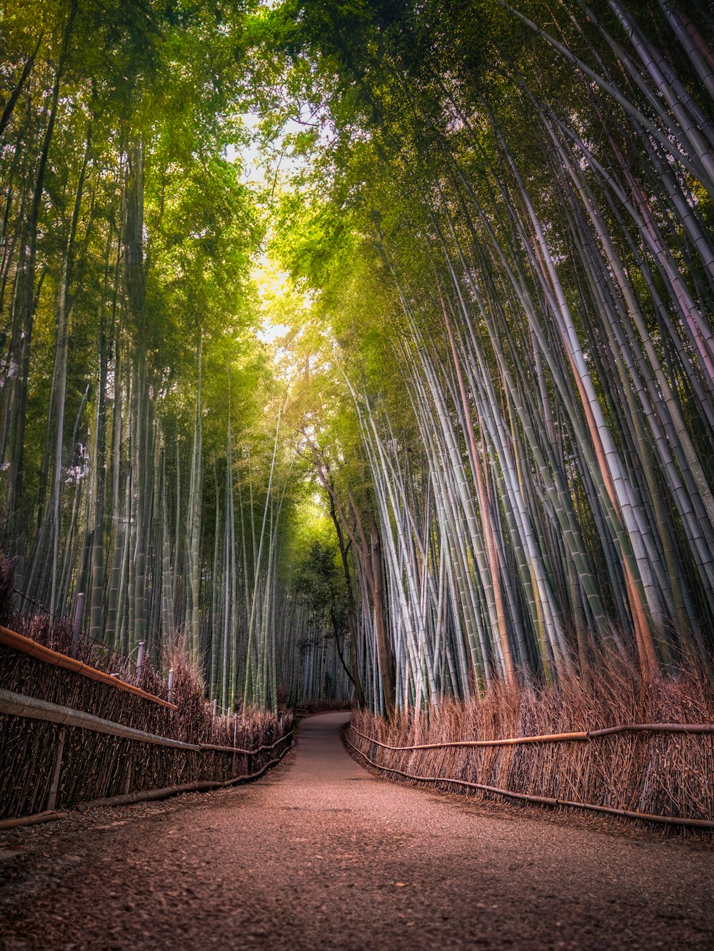 Un sentiero attraverso una foresta di bambù con molti alberi ad alto fusto