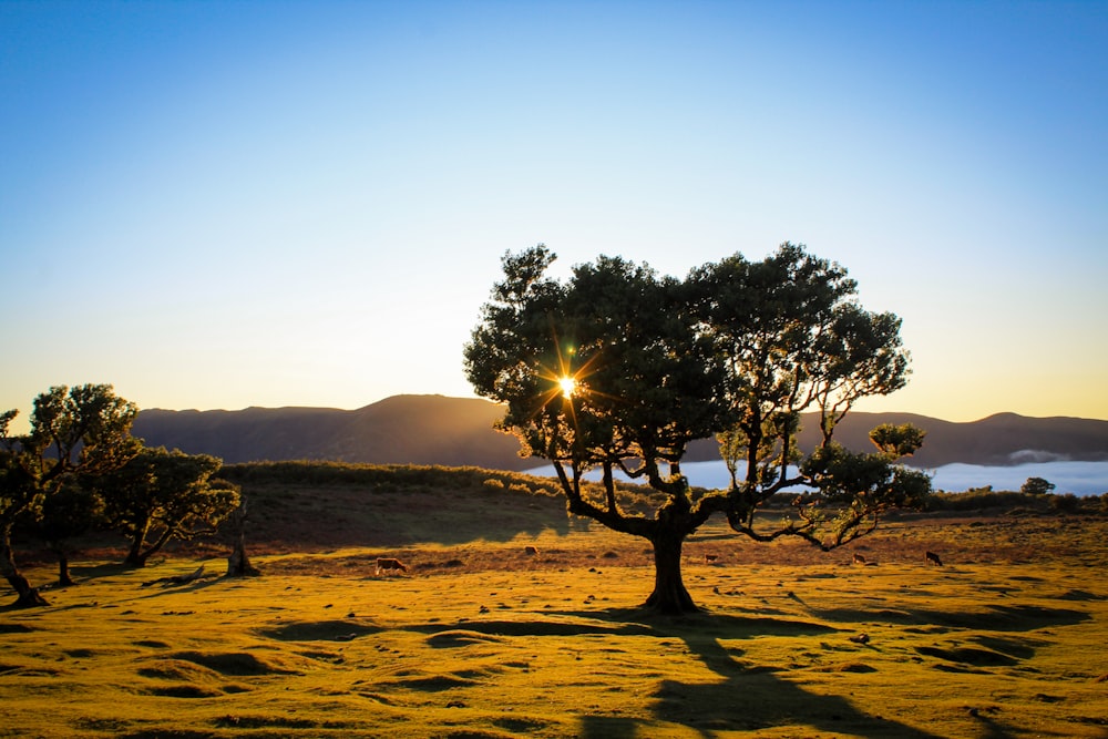 a lone tree in the middle of a field