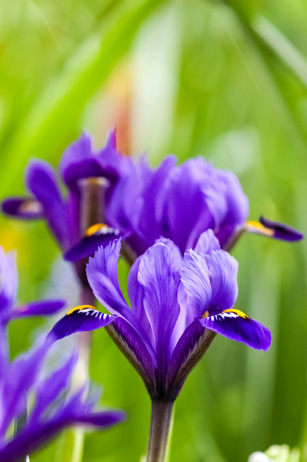 a group of purple flowers with green leaves in the background