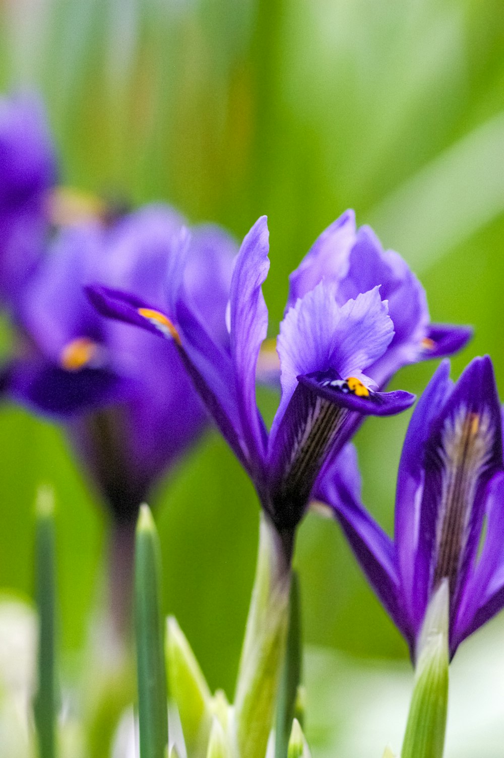 a group of purple flowers sitting on top of a lush green field