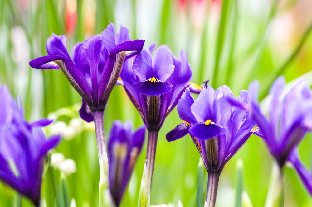 a bunch of purple flowers that are in the grass