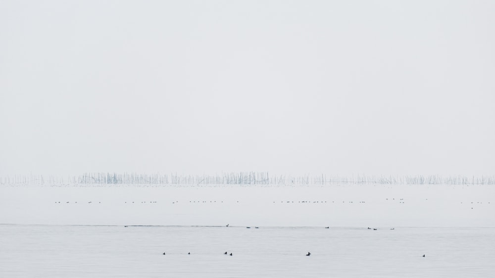 a large body of water with birds floating in it