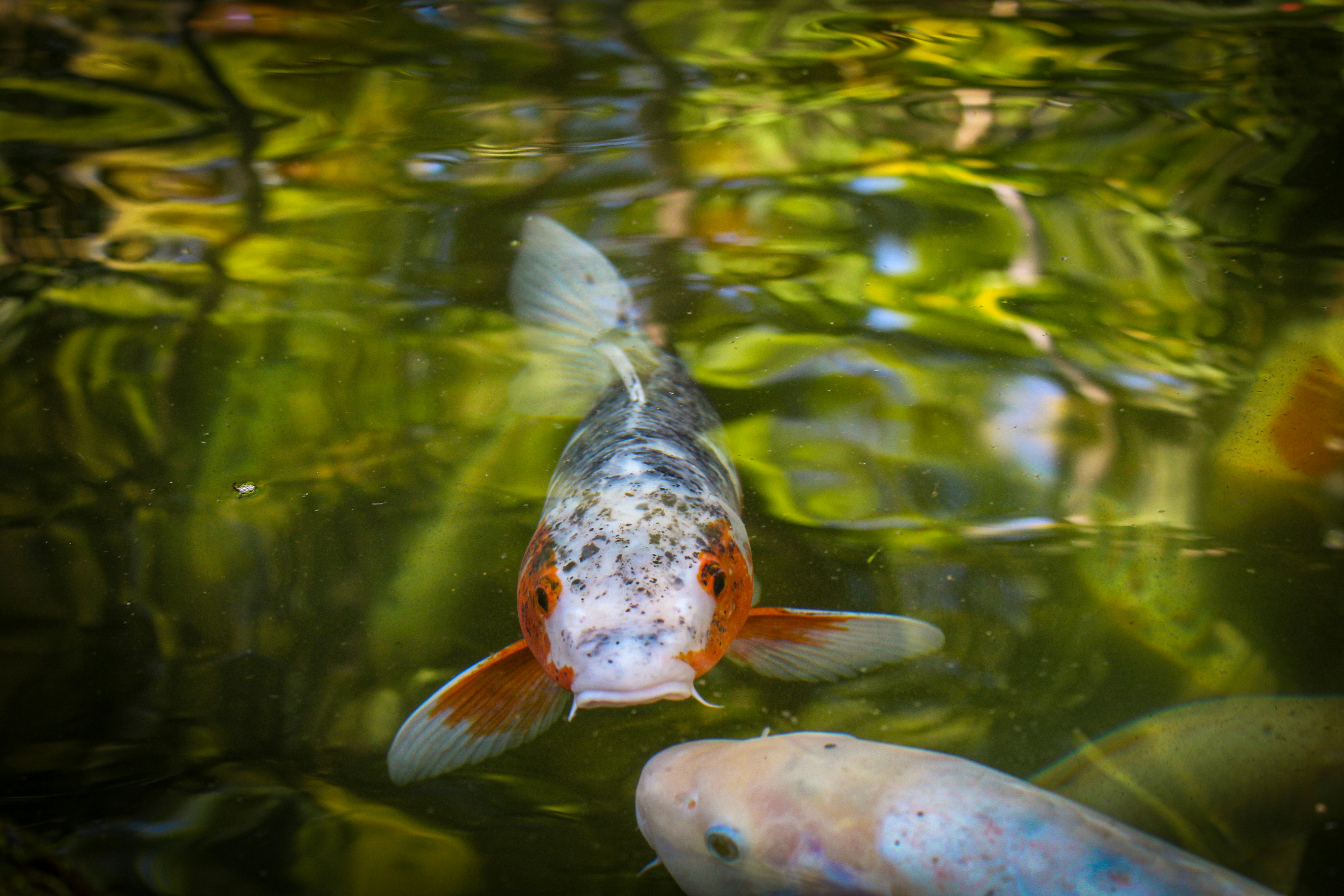 a group of fish swimming in a pond