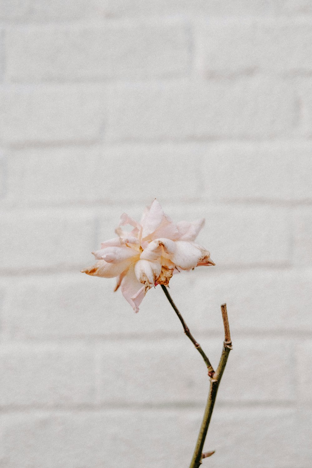 a single pink flower in front of a white brick wall