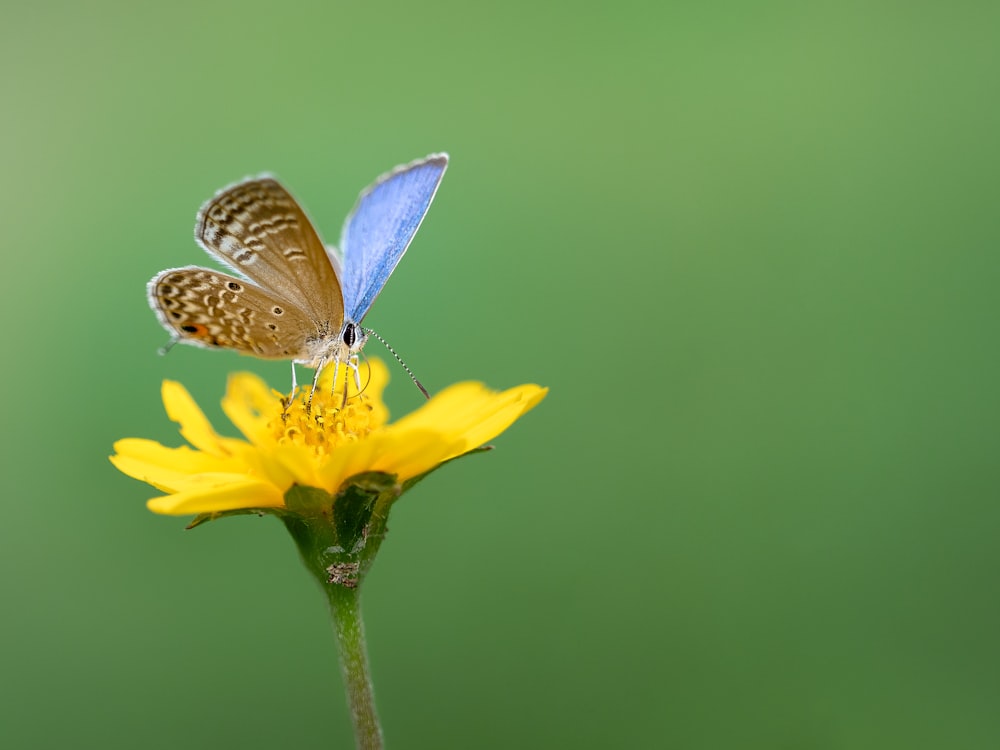 a blue and brown butterfly sitting on a yellow flower