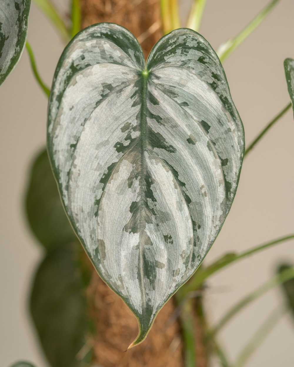 a close up of a heart shaped plant