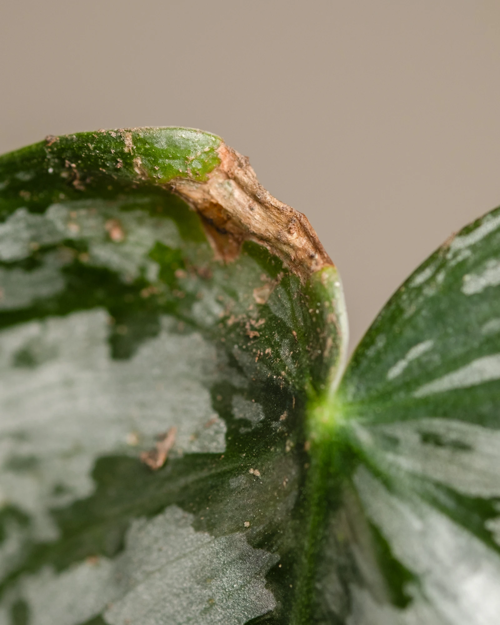 Macro of a Scindapsus pictus leaf with a brown, crispy necrotic edge — the look of new growth that emerged stuck or scorched