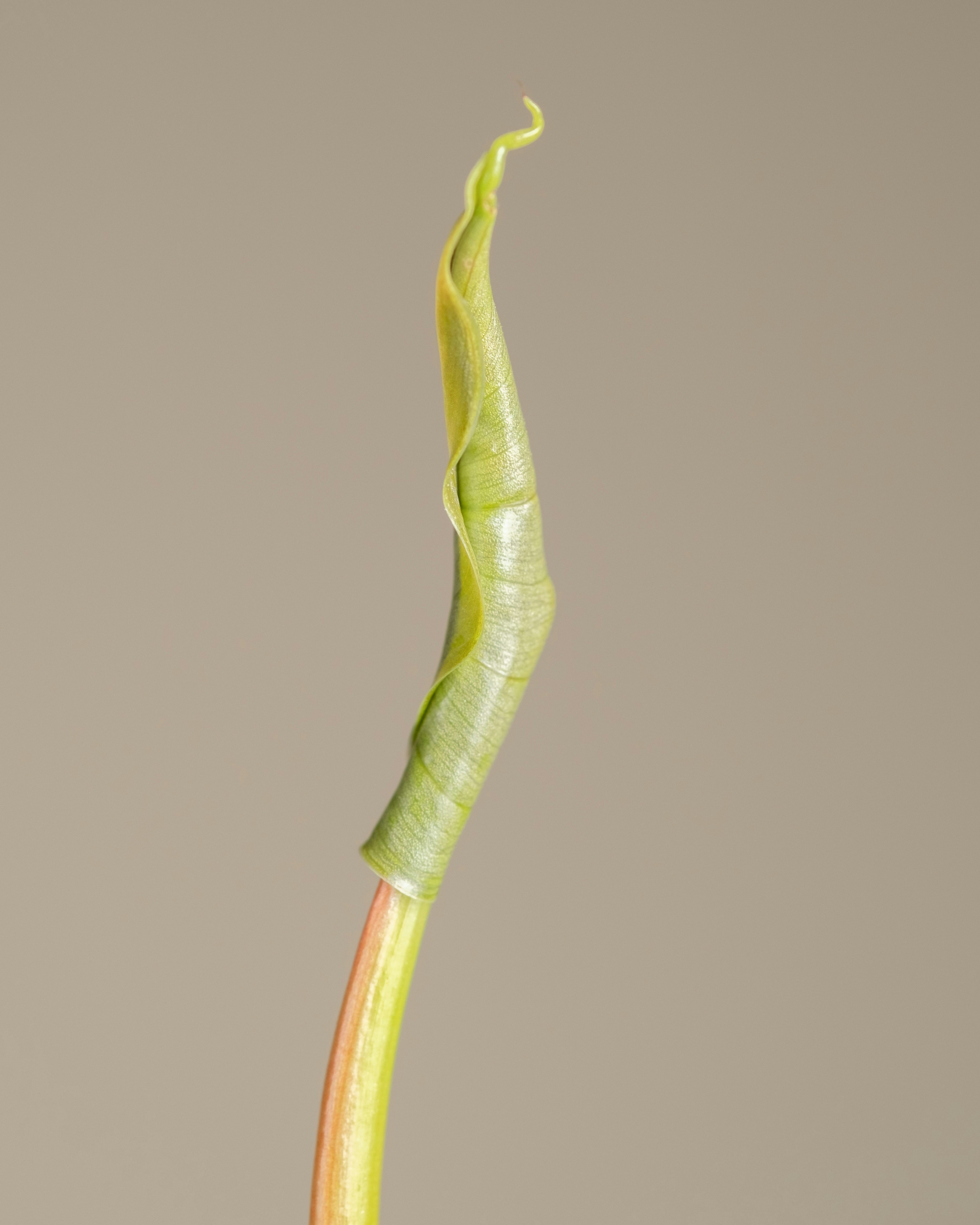 Photo by feeypflanzen