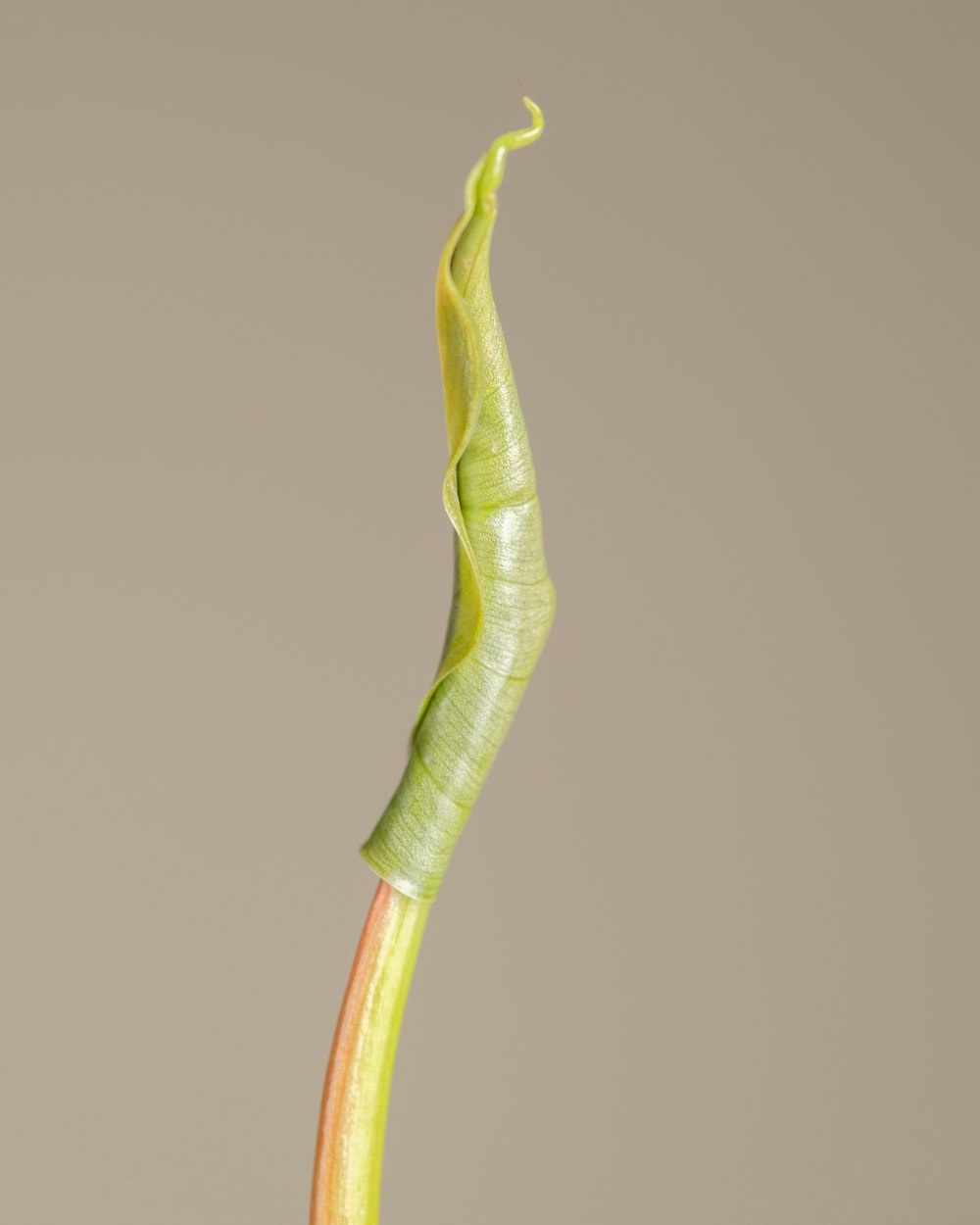 a green plant with a long stem with a yellow end