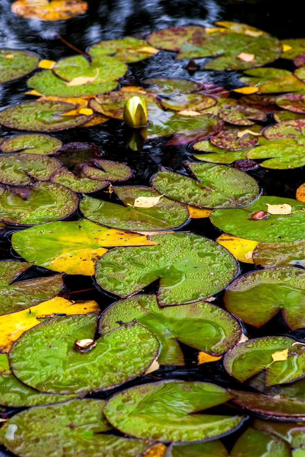 a pond filled with lots of water lilies