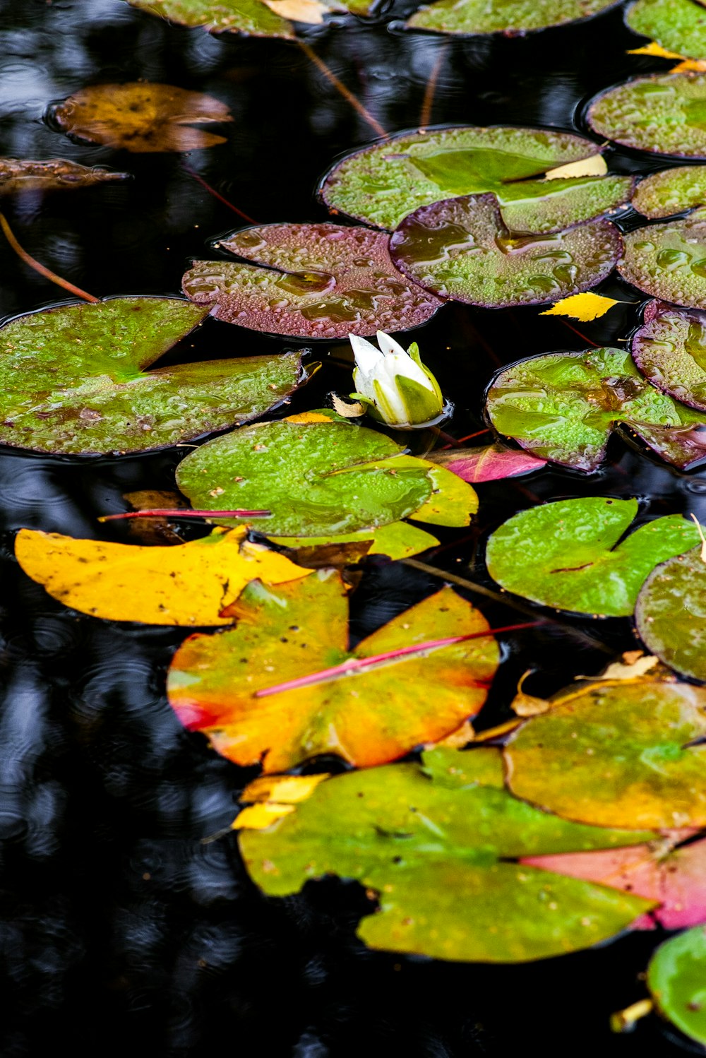 a group of lily pads floating on top of a pond