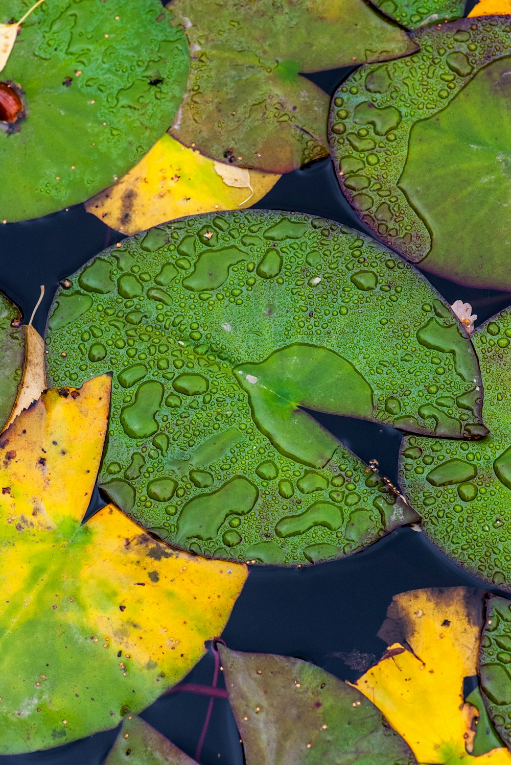 a group of green leaves floating on top of a pond