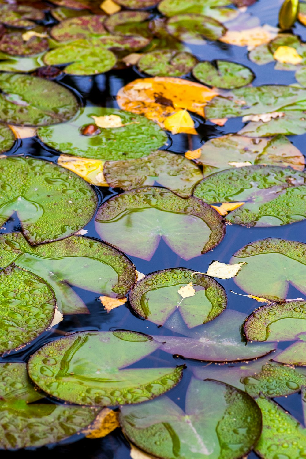 a pond filled with lots of water lilies