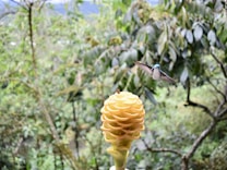 A vibrant yellow flower resembling a beehive is in focus, with a small bee perched on top. A hummingbird with a blue head and white underparts is captured mid-flight near the flower. The background is a lush, green forest, creating a peaceful, natural setting.
