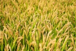 A golden rice field at sunrise stretching to the horizon under a clear sky.