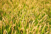 A lush field filled with ripe, golden rice plants extending into the distance. The rice stalks are topped with mature grains, and the scene is bathed in warm sunlight, giving a rich and abundant appearance.