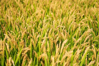 A lush field filled with ripe, golden rice plants extending into the distance. The rice stalks are topped with mature grains, and the scene is bathed in warm sunlight, giving a rich and abundant appearance.