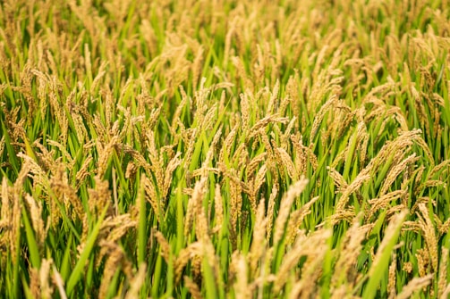 A lush field filled with ripe, golden rice plants extending into the distance. The rice stalks are topped with mature grains, and the scene is bathed in warm sunlight, giving a rich and abundant appearance.