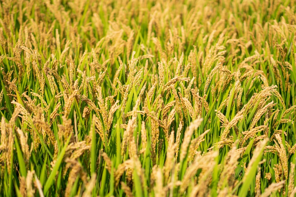 a field full of green grass with lots of tall grass