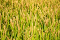 A lush field of rice plants with tall, golden stalks and vibrant green leaves swaying gently. The sunlight enhances the golden hues of the ripening grains, creating a warm and abundant atmosphere.