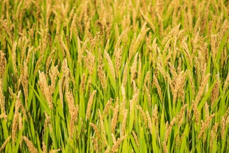 A lush field of rice plants with tall, golden stalks and vibrant green leaves swaying gently. The sunlight enhances the golden hues of the ripening grains, creating a warm and abundant atmosphere.