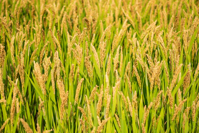 A vibrant field of basmati rice plants swaying gently in the Karnataka breeze.