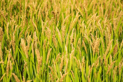 A lush field of rice plants with tall, golden stalks and vibrant green leaves swaying gently. The sunlight enhances the golden hues of the ripening grains, creating a warm and abundant atmosphere.