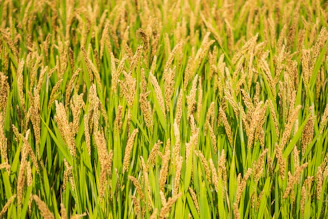A vibrant field of basmati rice plants swaying gently in the Karnataka breeze.