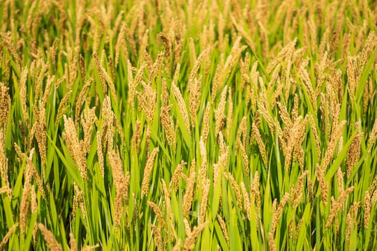 A lush field of rice plants with tall, golden stalks and vibrant green leaves swaying gently. The sunlight enhances the golden hues of the ripening grains, creating a warm and abundant atmosphere.