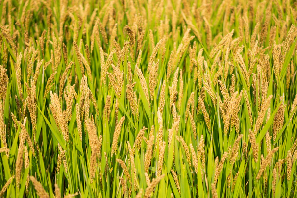 A vast Pakistani rice field bathed in golden sunlight, showcasing lush green stalks swaying gently.