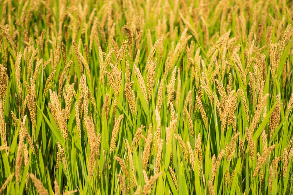 a field full of green grass with lots of tall grass