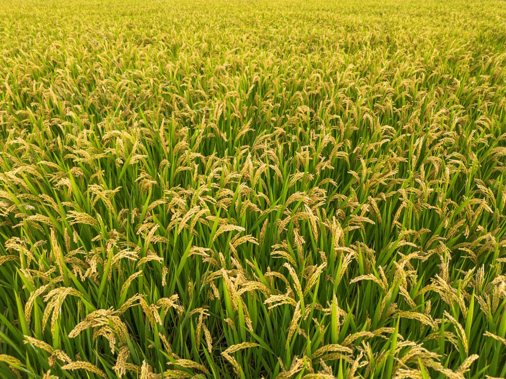 a large field of green grass with a sky background