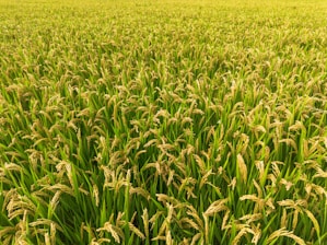 A lush green field filled with tall, ripe rice plants, their heads heavy with grains. The plants are densely packed and stretch out uniformly toward the horizon under bright daylight.