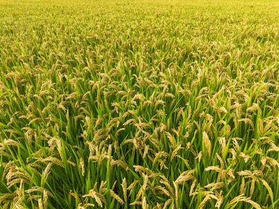 A lush green field filled with tall, ripe rice plants, their heads heavy with grains. The plants are densely packed and stretch out uniformly toward the horizon under bright daylight.