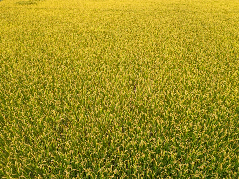 a large field of green grass with trees in the background