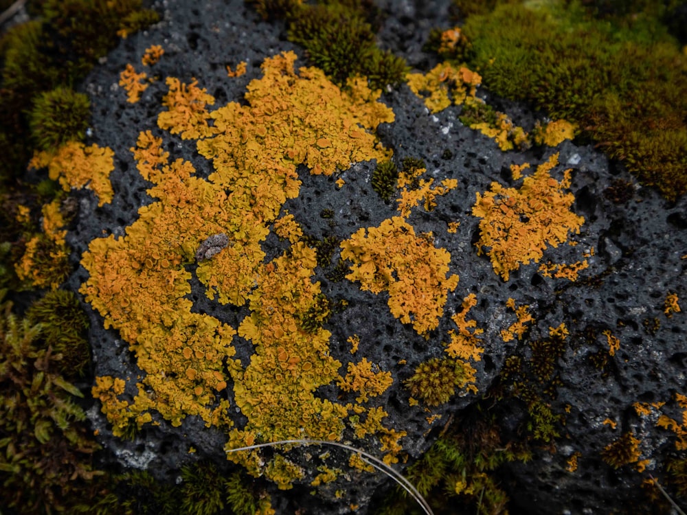 a close up of a moss covered rock